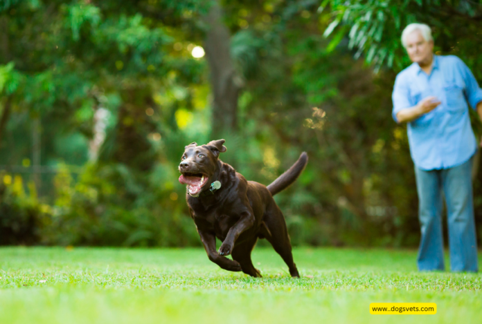 Low-Impact Exercises to Keep Your Senior Dog Moving Without Overexertion